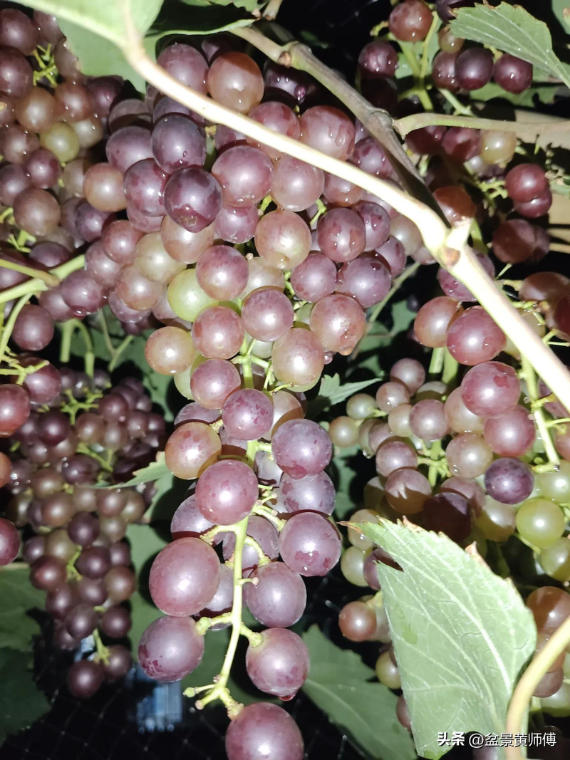 Jasmine grape shack cultation technology