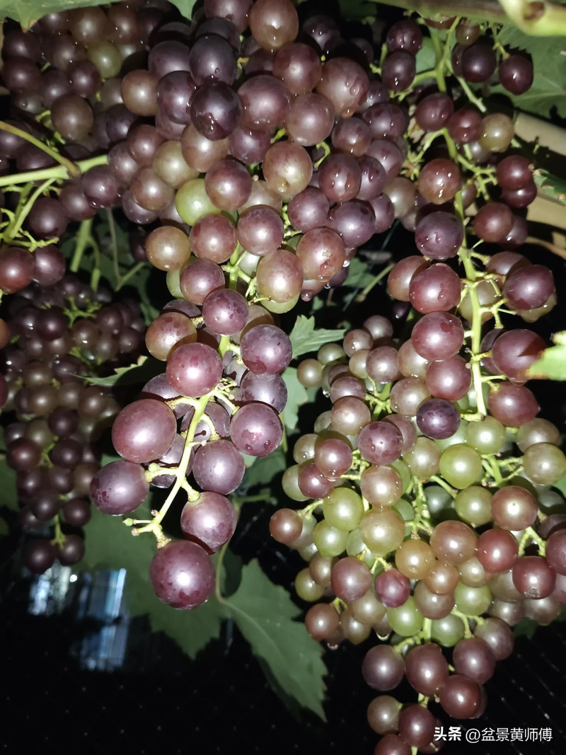 In the open air, guangdong grows summer black grapes