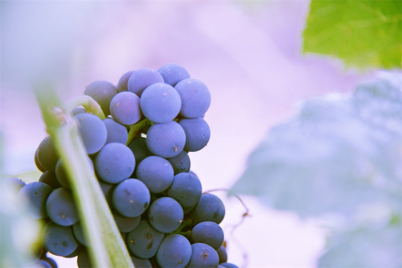 Jasmine grapes cultivation technology