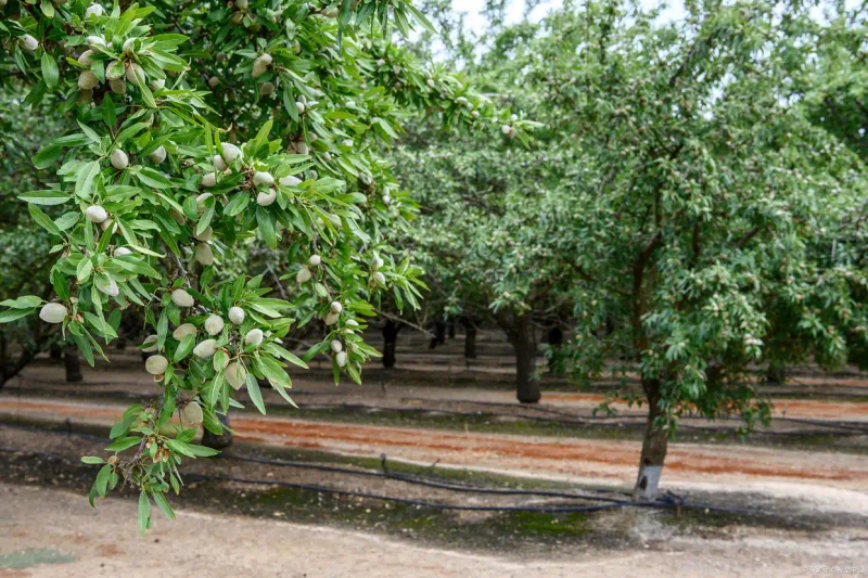 Time and method of date planting &mdash; techniques and attention &mdash; method of date planting