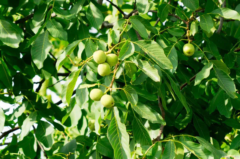 Tree cultivation methods &mdash; date planting techniques and attention &mdash; date planting time and methods