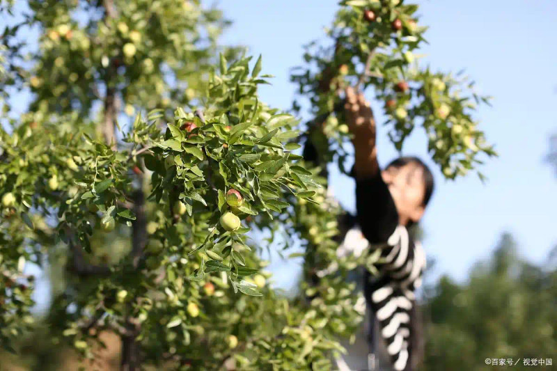 Tree cultivation methods &mdash; date planting techniques and attention &mdash; date planting time and methods