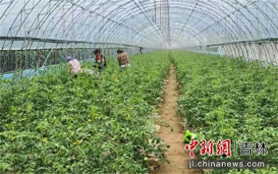 Jasmine grapes plantation base princess ridge south shore street dome economy