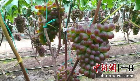 Princess springs south street dome economy