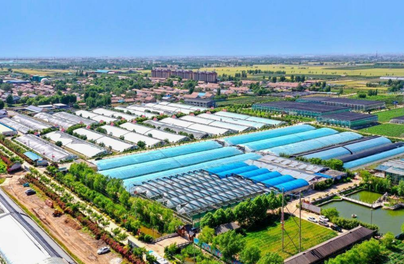 North shed vegetable cultivation technology   experience of urban lifelight agricultural development   model of industrialization of mill farming