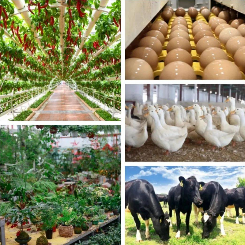 North shed vegetable growing technology   industrialization model for zengshan agriculture   experiences in agricultural development in the cities