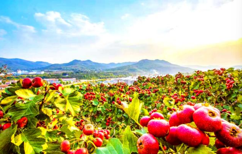 Experiences in life-light agriculture development in the cities   industrialization model in the mills   northern shed vegetable farming techniques