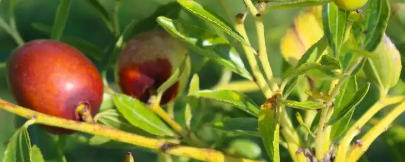 Tree cultivation methods — date breeding methods — date planting techniques