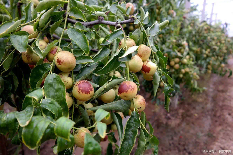Tree cultivation techniques — date planting methods — date breeding methods