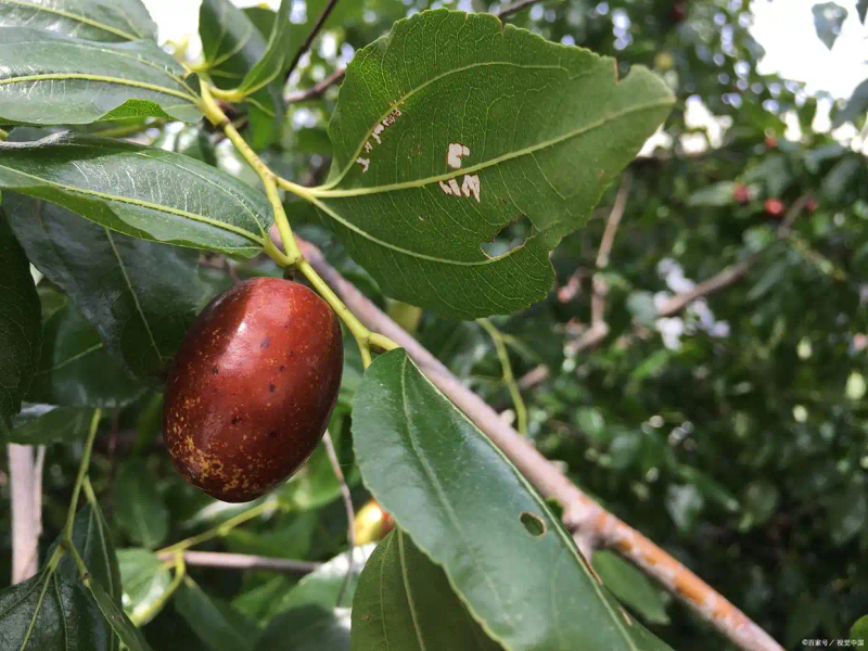 Tree planting techniques date breeding methods date planting methods