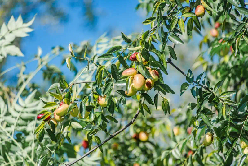 Tree planting techniques date breeding methods date planting methods