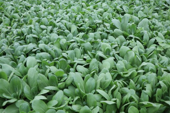 It's the town of peak