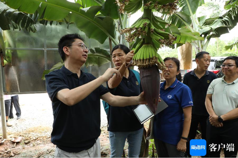 Banana cultivation techniques and management banana aging species selection bow island herring characteristics