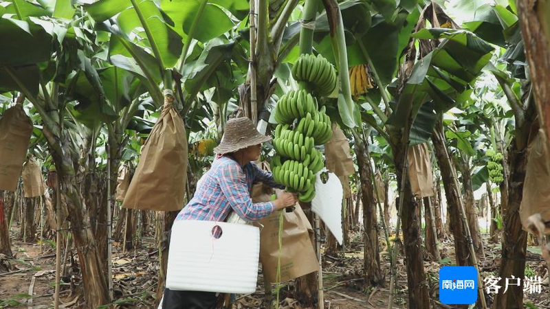 Poshima monument identity banana aging selection banana cultivation technology and management