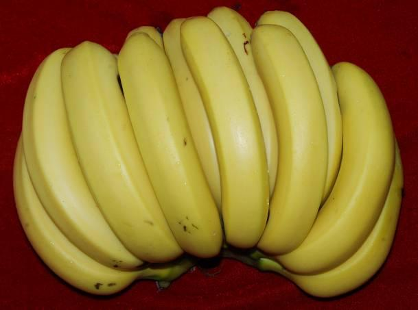 Banana atrophy-resistant species selection bow island acupuncture banana cultivation techniques and management