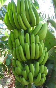 Banana cultivation techniques and management bow island herring characteristics choosing banana atrophy