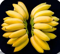 Banana atrophy-resistant species selection bow island acupuncture banana cultivation techniques and management