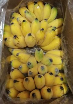 Banana cultivation techniques and management banana aging species selection bow island herring characteristics