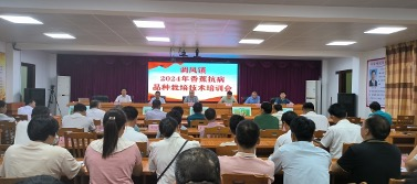 Banana cultivation techniques and management &mdash; banana industry development in windstorm &mdash; banana resistance techniques training