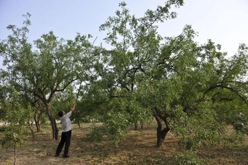 Tree cultivation methods — date tree field management techniques — date planting methods
