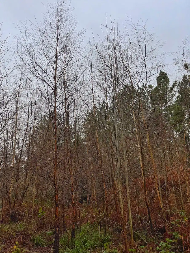 Tree cultivation methods — date tree field management techniques — date planting methods