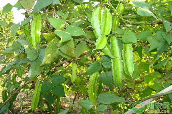 High-yielding quadrant cultivation technology - photo copyrights owned by the network
