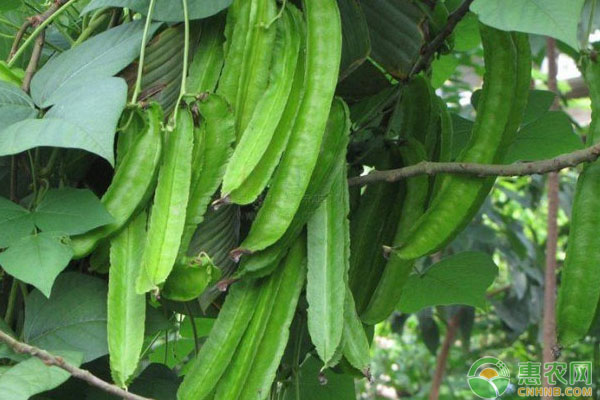 High-yielding quadrant cultivation technology - photo copyrights owned by the network