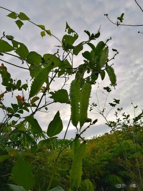 Spring-spring-protected four-lean plantation technology cultivation management of quarries