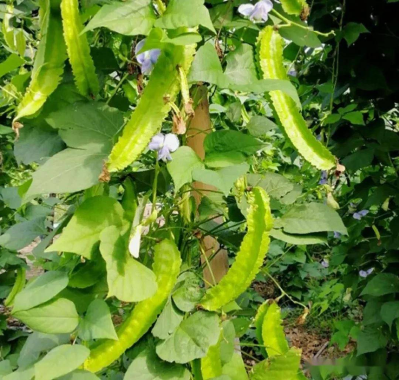 Cultivation techniques   cultivation management   cultivation techniques   cultivation techniques