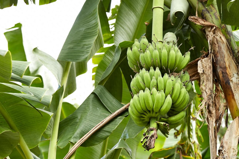 Banana pest control   banana tube reproduction   banana plantation technology and management