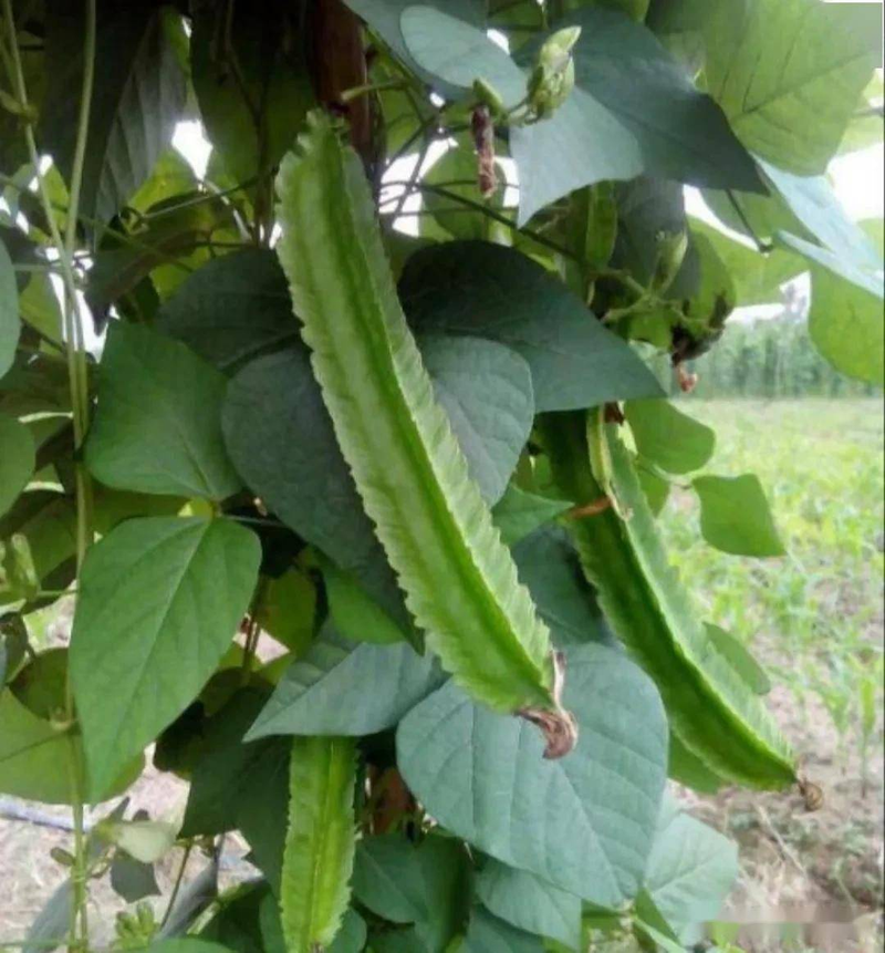 Plantation techniques for quadrants — management methods for quadrants — causes for the small flowering of prunes