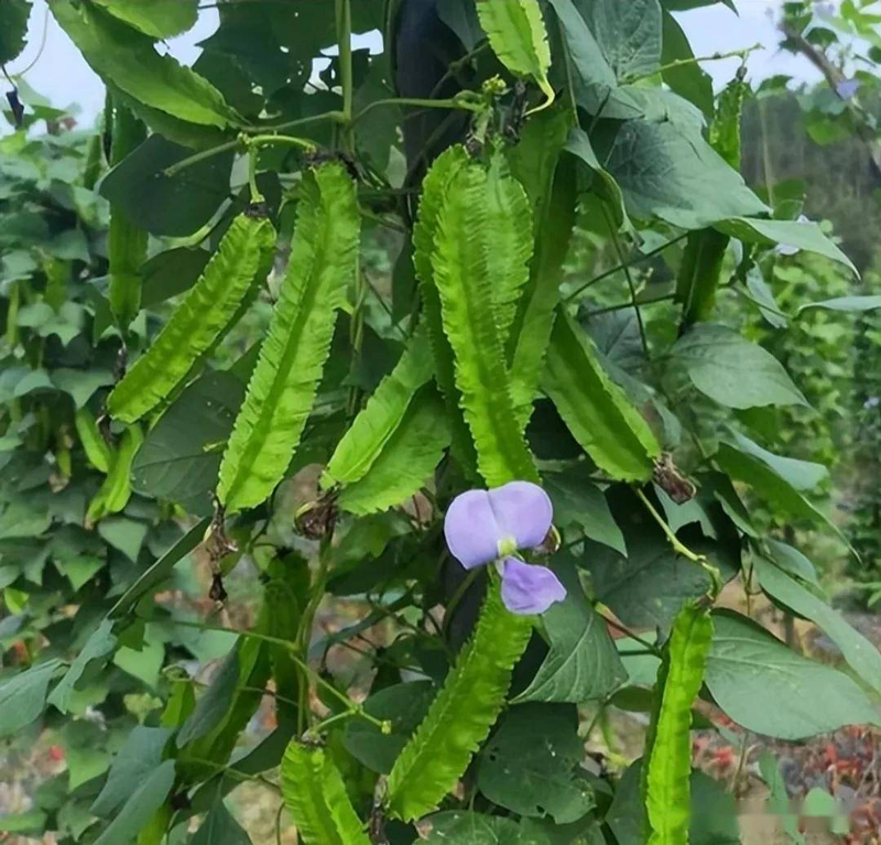 The reason for this is that there are so many of them