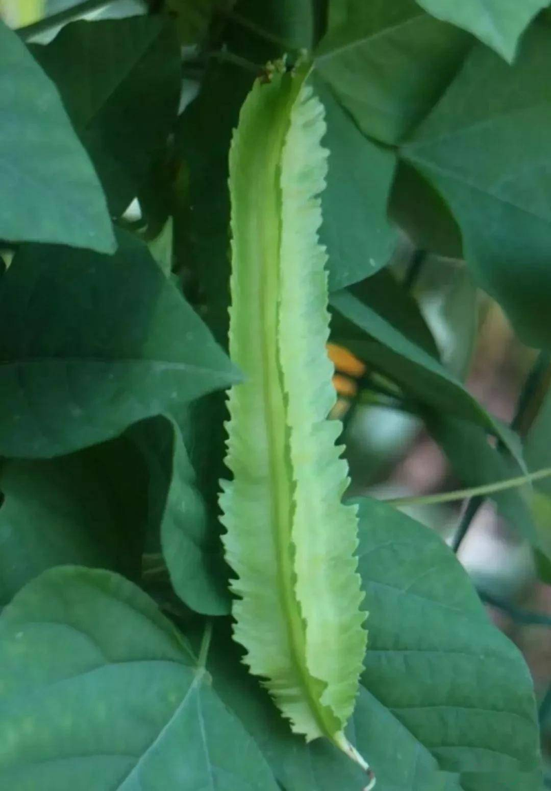 The method of management of quadrant cultivation cropping techniques of quadrant reason for the small flowering of prune