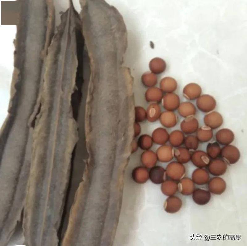 Plantation techniques for quadrants reason for the small flowering approach method