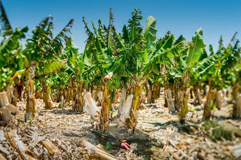 Banana planting techniques and management   banana field management   banana typhoon recovery production