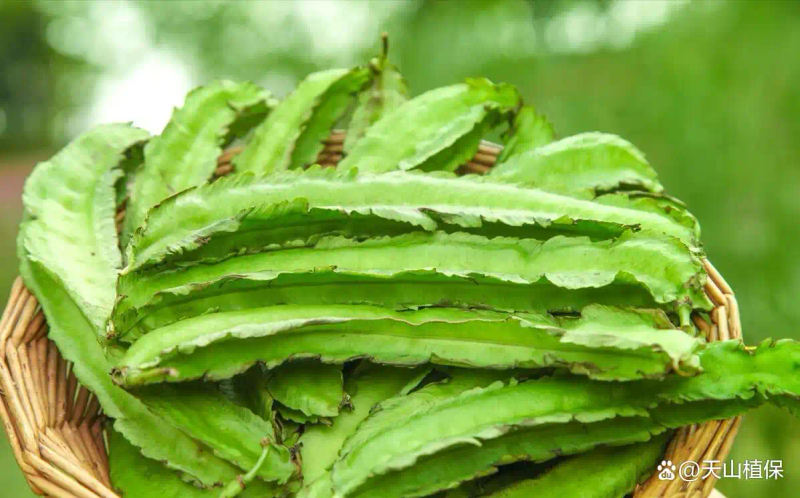 Plantation techniques for quarries method and time optimal planting time for quarries