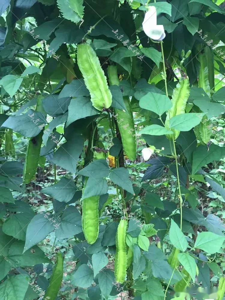Pyramid planting techniques pyramid planting techniques pyramid three-time fertilization methods