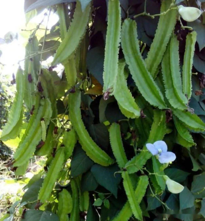 Cultivation techniques triferant methods triferant techniques triformation techniques prism techniques