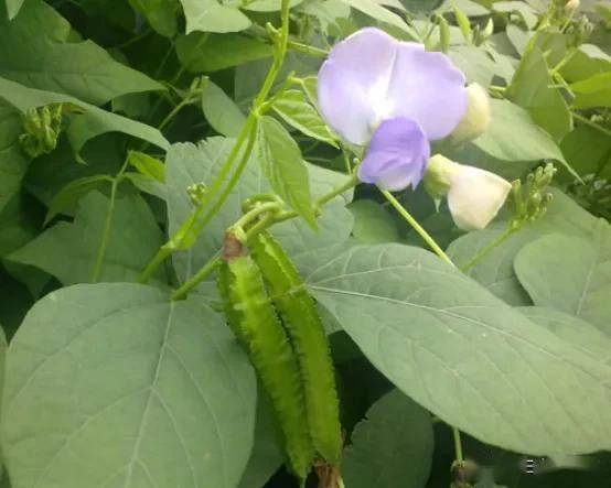 Triple fertilisation of quarries