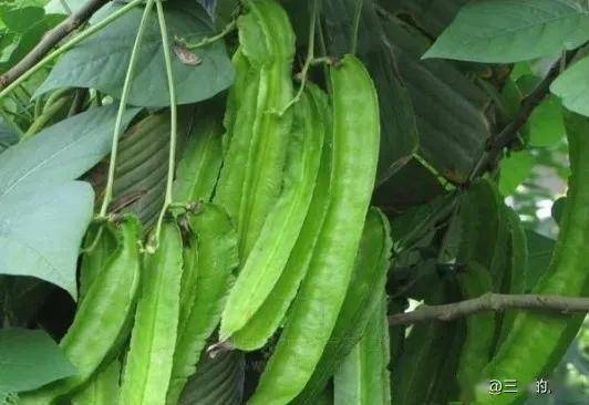 Water-watering techniques for quadrant cultivation