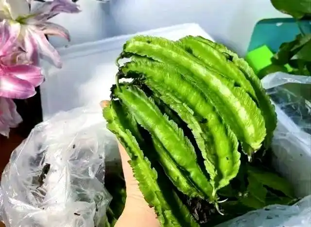 Cultivation techniques for quadrants   common disease control   identification and treatment of quarries