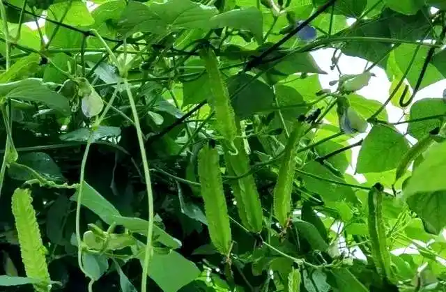 Cultivation techniques for the identification and treatment of quarries