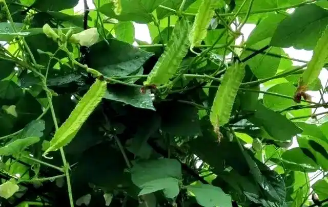 Cultivation techniques for quadrants   common disease control   identification and treatment of quarries