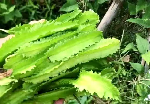 Identification and treatment of tetralebean deformity