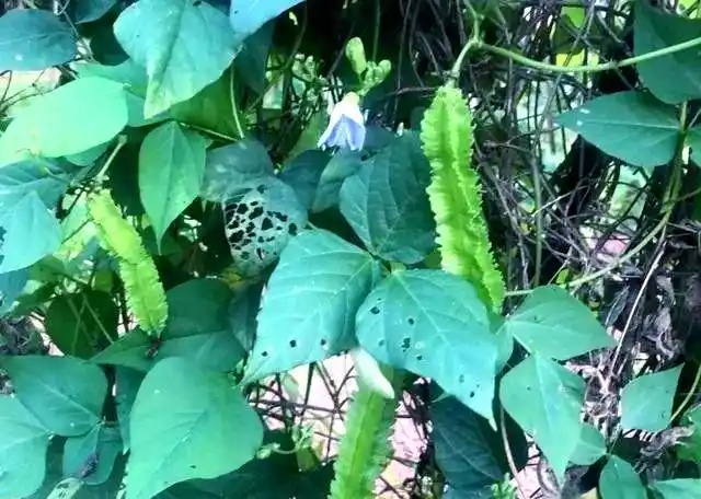 Cultivation techniques for quadrants   common disease control   identification and treatment of quarries