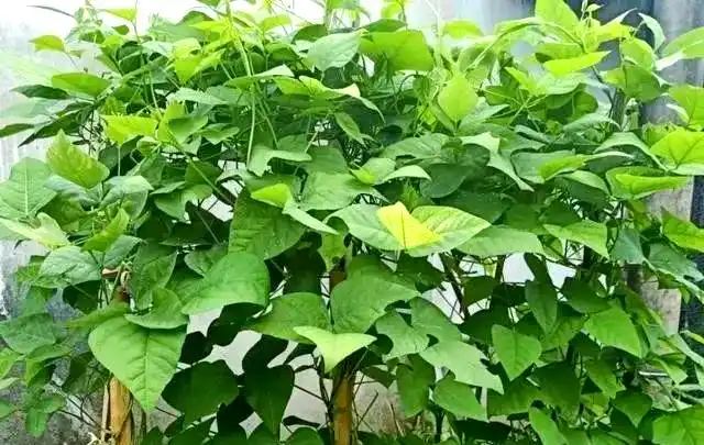 Cultivation techniques for quadrants   common disease control   identification and treatment of quarries