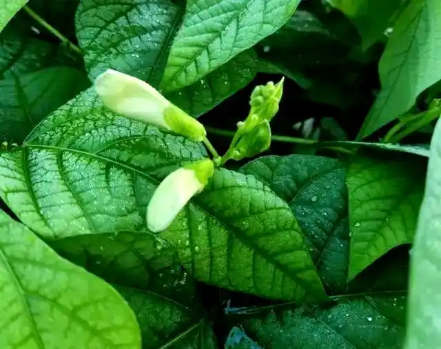 Cultivation techniques for the identification and treatment of quarries