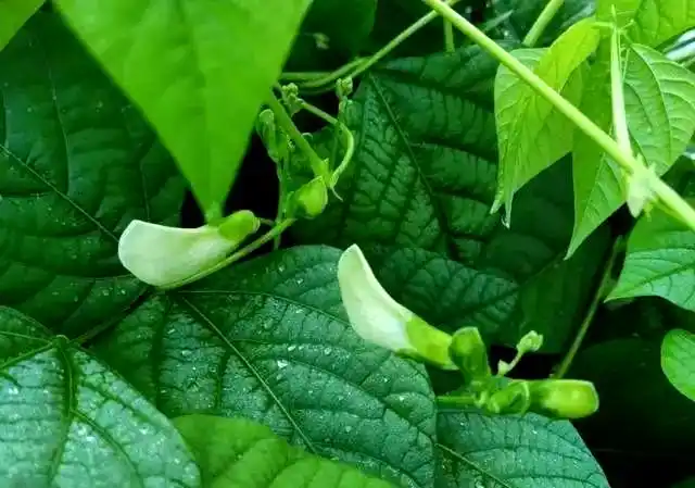 Cultivation techniques for quadrants   common disease control   identification and treatment of quarries