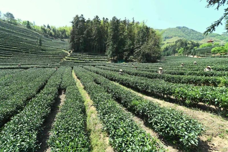 Fujian nanping and news